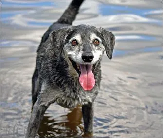 Phrase à traduire.
Le chien est mouillé, car dehors il pleut.