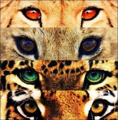 Phrase à traduire.
Le lion, le jaguar, le guépard sont des félins.