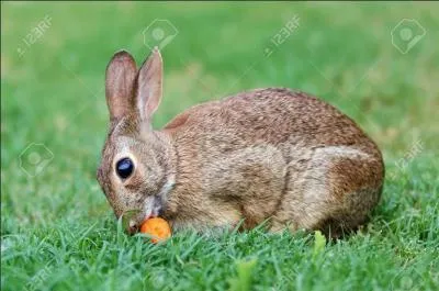Phrase à traduire.
Le lapin aime manger des carottes.