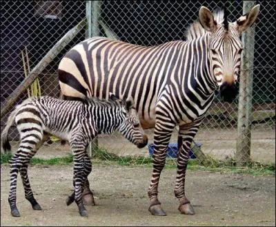 Phrase à traduire.
Hier, j'ai vu quelques zèbres au zoo.