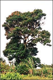 Le bois précieux de cet arbre est utilisé en ébénisterie, en marqueterie ainsi que dans la lutherie des guitares modernes. C'est :