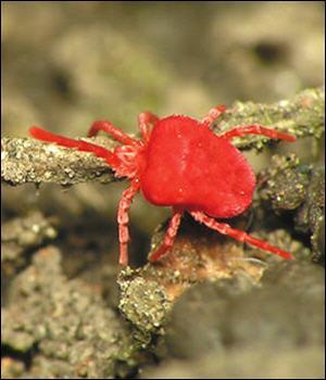 Arachnides de taille minuscule, microscopique, ce sont...