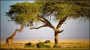 La girafe saisit les pousses de cet arbre avec sa langue. Quel est le nom de cet arbre ?
