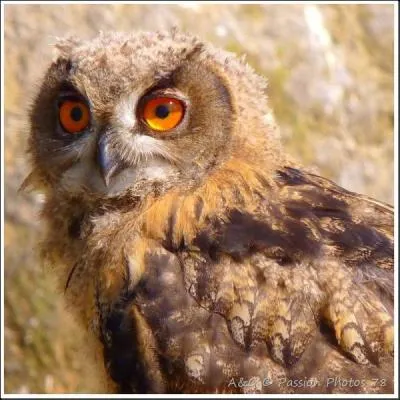 La vision des rapaces est très performante. Ils ont...