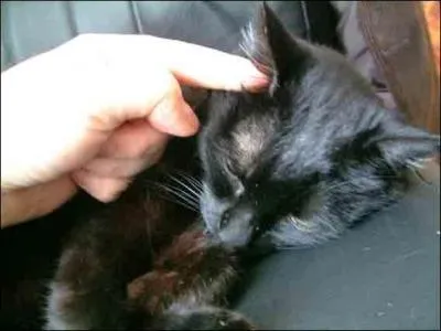 Comment s'appelle le chat au Pin Creux ?