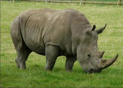 Comment dit-on "rhinocéros" ?