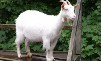 Comment dit-on "chèvre" ?