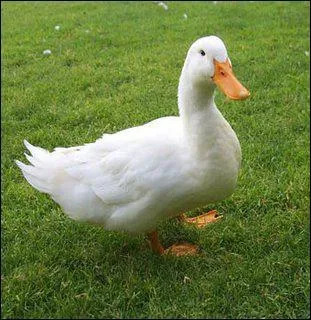 Comment dit-on "canard" ?