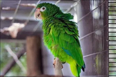 Comment dit-on "perruche" ?