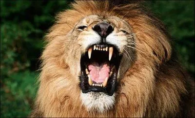 Comment dit-on "lion" ?