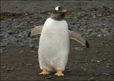 Comment dit-on "pingouin" ?