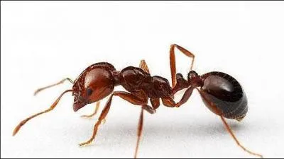 Comment dit-on "fourmi" ?