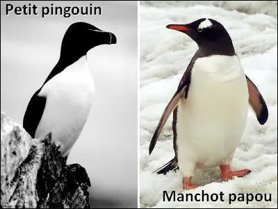 [Animaux] - Le pingouin vole et le manchot marche, comment s'en rappeler ?