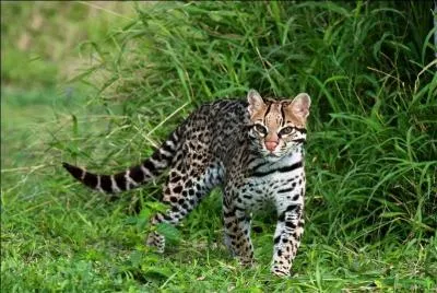 Félin sauvage d'Amérique tropicale, à fourrure tachetée très recherchée :