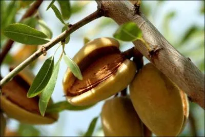 Enveloppe charnue qui couvre la coque des noix et des amandes :