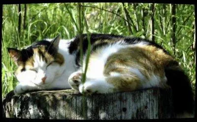 Quel était le nom de chaton de Poil de Châtaigne ?