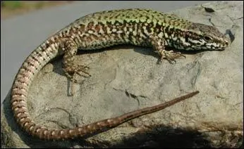De nombreux lézards des murailles courent sur la terrasse en pierres disjointes ou sur les murs. Certains sont minuscules. Ils sont pour la plupart ... .