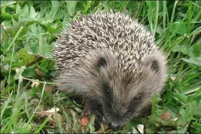 Il n'est pas rare qu'un hérisson ou plusieurs s'invitent autour de l'assiette destinée aux chats errants. quel est le cri du hérisson ?