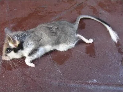 Un soir d'été, à la nuit tombante, je découvris sur un mur de la maison, toute une famille de petits rongeurs , 5 en tout, un joli spectacle. Les lérots sortent au crépuscule. À quoi le distingue-t-on du loir ?