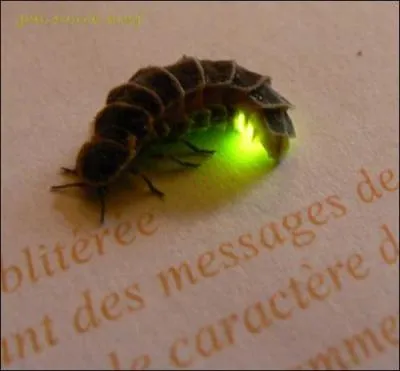 Qui sont ces petites lumières qui scintillent grâce à leur postérieur lumineux ? Ce sont les lampyres ou vers luisants. Est-ce le mâle ou la femelle qui produit cette lumière ?