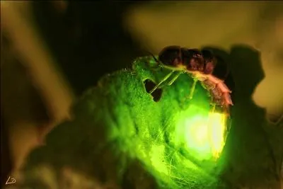 Pourquoi les femelles lampyres émettent-elles cette lumière ?