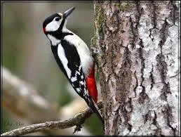 Il s'acharne sur mon pommier , à coups de bec répétés, toc, toc, toc, vous le voyez sur la photo. C'est le Pic, oui, mais lequel ?