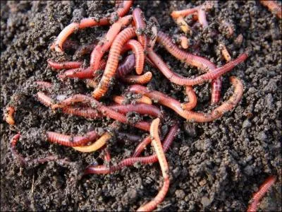 Il contribue au mélange permanent de la terre et fait le régal des taupes et des poules. C'est le ver de terre ou lombric. Est-il vrai qu'un ver de terre coupé en 3 morceaux donne naissance à 3 vers de terre ?