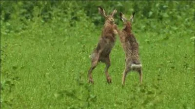 Je regardais par la fenêtre, et, à ma grande surprise, je vis sur la pelouse, deux capucins debout, face à face. J' ai cru un instant qu'ils allaient se mettre à danser. À votre avis, que faisaient ces deux lièvres dans cette position ?