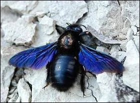 Je reçois une pluie de poussière de bois, c'est mon amie l'abeille charpentière ou bourdon bleu qui creuse son nid dans la poutre de ma pergola afin d'y pondre ses oeufs. Est.elle un insecte xylophage ?