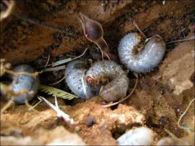 Cet insecte a-t-il un dard et peut-il piquer ?