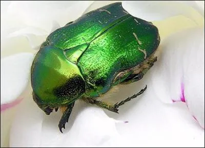 Il est de plus en plus rare de voir, ce bel insecte coléoptère , d'un vert métallisé plus ou moins vif, parfois teinté de rouge, de bleu, de violet ou de noir. Quel est son nom ?