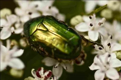 Sur quelle fleur le trouve-t-on le plus souvent ?