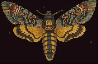 Cela mérite d'être rapporté, car il est rare de voir ce papillon. Il s'était posé la nuit sur mon linge étendu dehors. 10 cm d'envergure, impressionnant, C'était "le sphinx tête de mort", papillon de nuit. Sur quelle partie de son corps se trouve la tête de mort ?