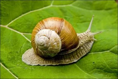 Les jours de pluie, les escargots se régalent , quel est leur régime alimentaire ? Ils sont ...