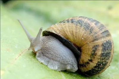Peut-on ramasser tous les escargots petits-gris, quelle que soit leur taille ?