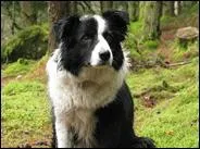 Ce chien est-il un bouvier bernois ou un border collie ?