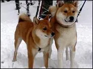 Quelle est la race de ces chiens ?