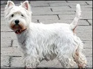 Ce chien est-il un bichon ou un westie ?