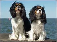 Quelle est la race de ces chiens ?