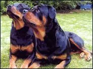 Ces chiens sont des...