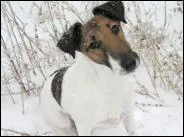 Ce chien est-il un jack russel ou un fox-terrier ?