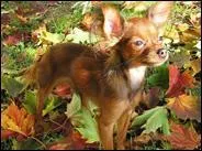 Ce chien est-il un chihuahua ou un russkiy toy ?