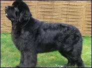 Ce chien est-il un leonberg ou un terre-neuve ?