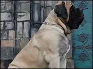 Ce chien est-il un mâtin de Naples ou un mastiff ?