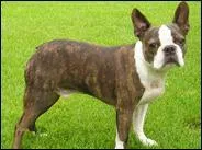 Ce chien est-il un bouledogue français ou un Boston terrier ?