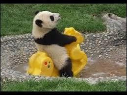 Les pandas sont réputés pour vivre :
