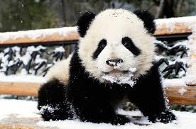 Quiz Animaux