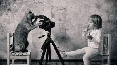 Si votre chat a 5 ans, quel est l'équivalent en âge humain ?