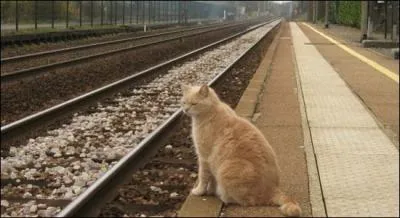 Combien le ticket de train du chat coûte-t-il ?