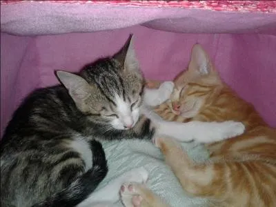 Combien de temps par jour, les chatons dorment-ils ?